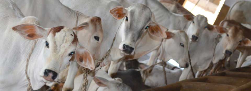 Sacred Cows at GoShala